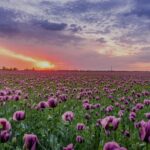 Blog 2